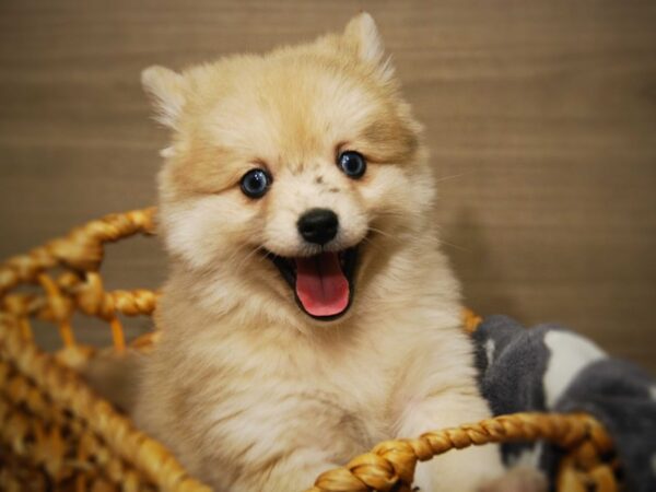 Pomsky 2nd Gen-DOG-Female-Cream Blue Sable-16396-Petland Iowa City, Iowa