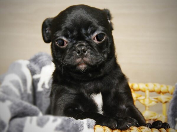 Pug DOG Female Black 16406 Petland Iowa City, Iowa