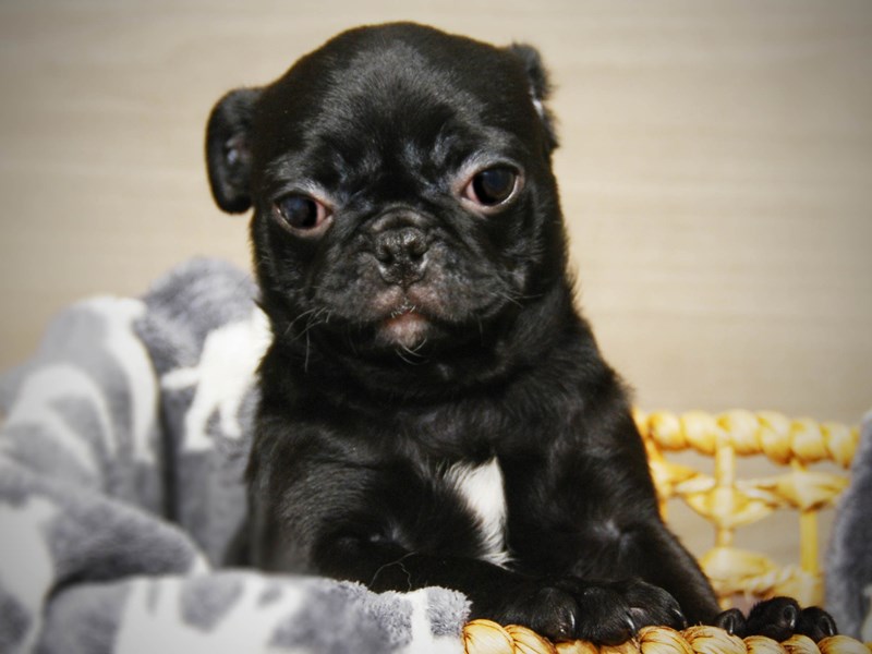 Pug Dog Female Black 16406