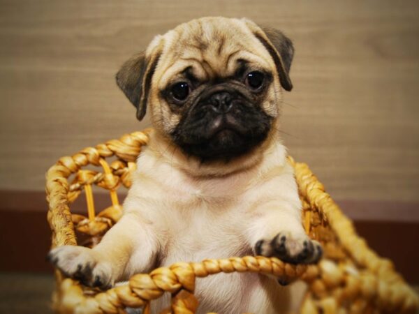 Pug-DOG-Male-fawn-16403-Petland Iowa City, Iowa