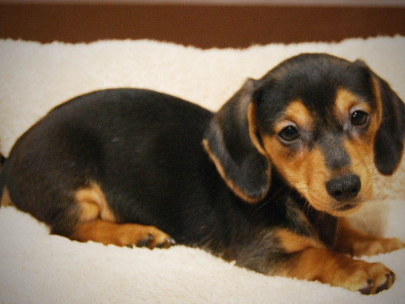 Dachshund Dog Male Black & Tan 16439