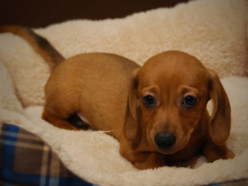 DachshundDOGMaleRed2751328Petland Iowa City, Iowa