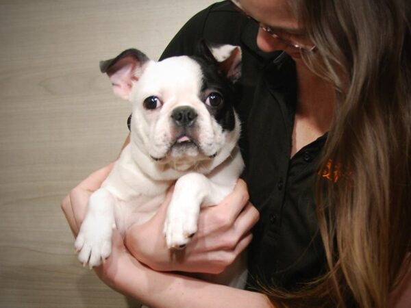 French Bulldog/Boston Terrier DOG Female Black and White 16258 Petland Iowa City, Iowa