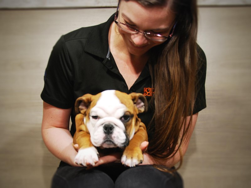 English Bulldog Dog Female Red & White 16441
