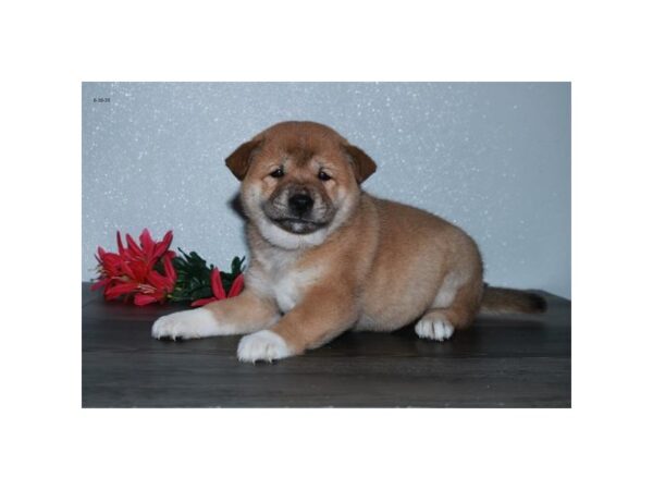 Shiba Inu DOG Female Red 16445 Petland Iowa City, Iowa