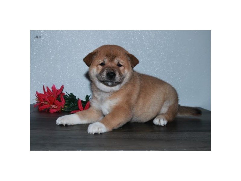Shiba Inu Dog Female Red 16445