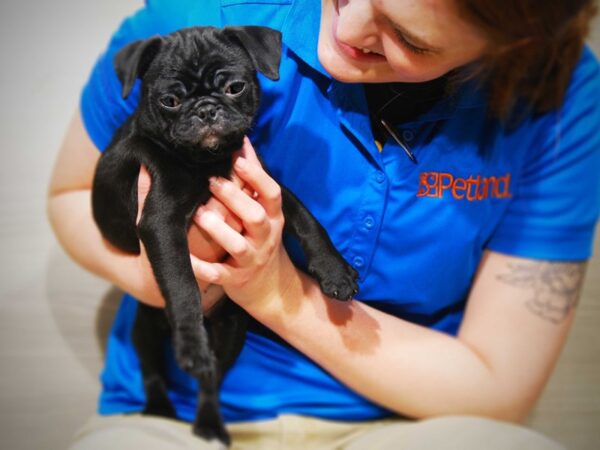 Pug DOG Female Black 16405 Petland Iowa City, Iowa