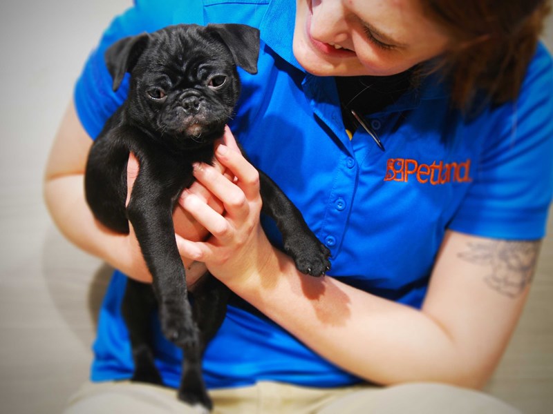 Pug Dog Female Black 16405