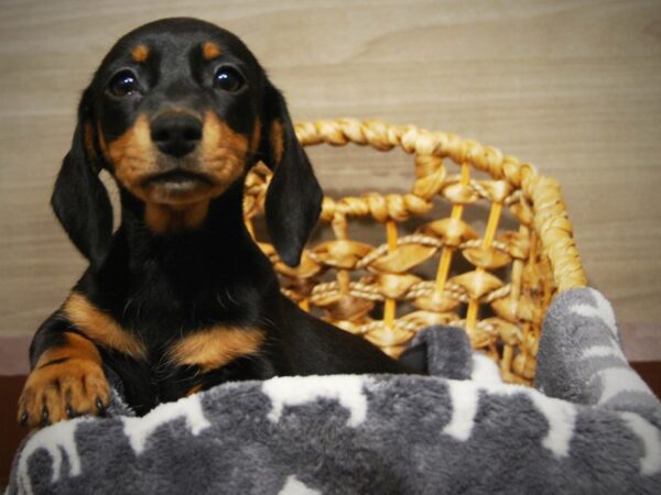 Dachshund DOG Female Black & Tan 16440 Petland Iowa City, Iowa