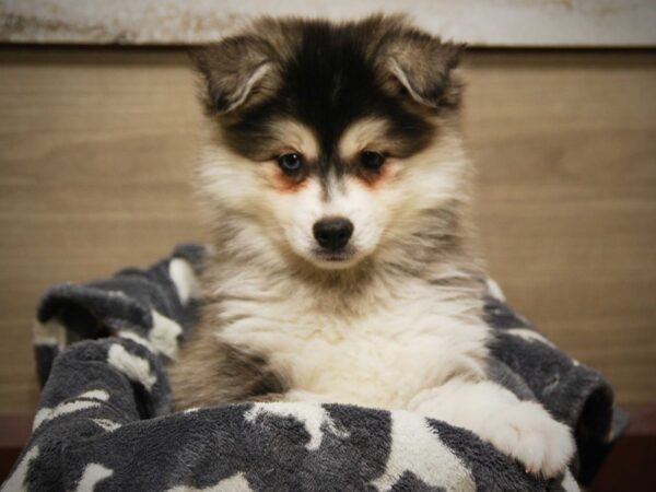 Alaskan Klee Kai/American Eskimo DOG Female Black / White 16446 Petland Iowa City, Iowa