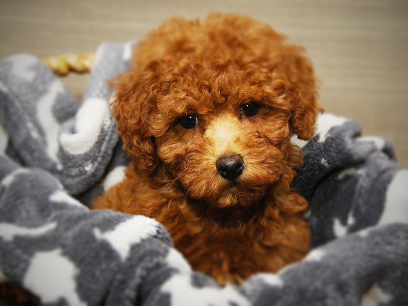 Poodle Dog Female Red 16444
