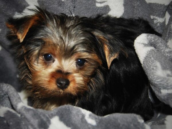 Yorkshire Terrier DOG Male Black 16443 Petland Iowa City, Iowa