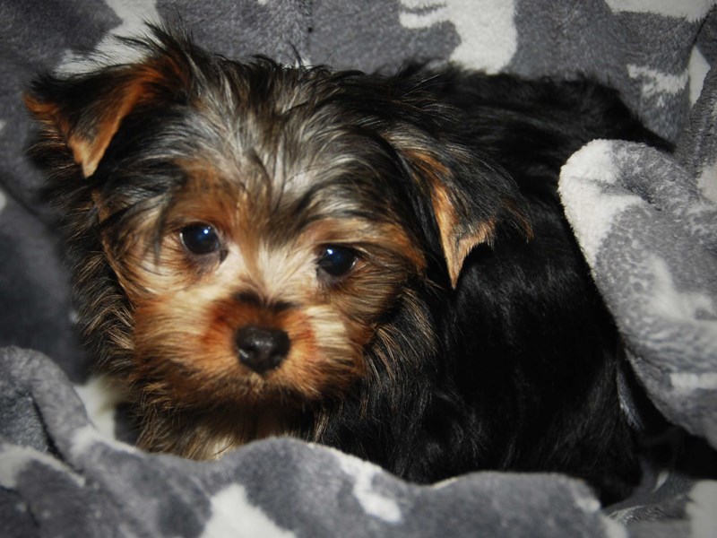 Yorkshire Terrier Dog Male Black 16443