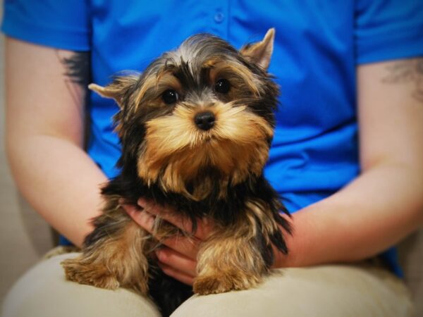 Yorkshire Terrier DOG Male Black 16442 Petland Iowa City, Iowa