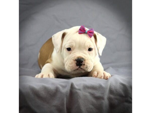 Victorian Bulldoge DOG Female Red / White 16454 Petland Iowa City, Iowa