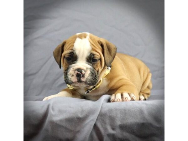 Victorian Bulldoge DOG Male Red / White 16455 Petland Iowa City, Iowa