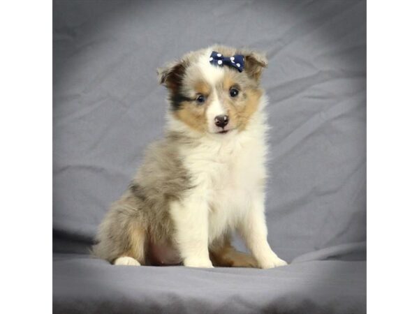 Shetland Sheepdog DOG Female Blue Merle 16451 Petland Iowa City, Iowa