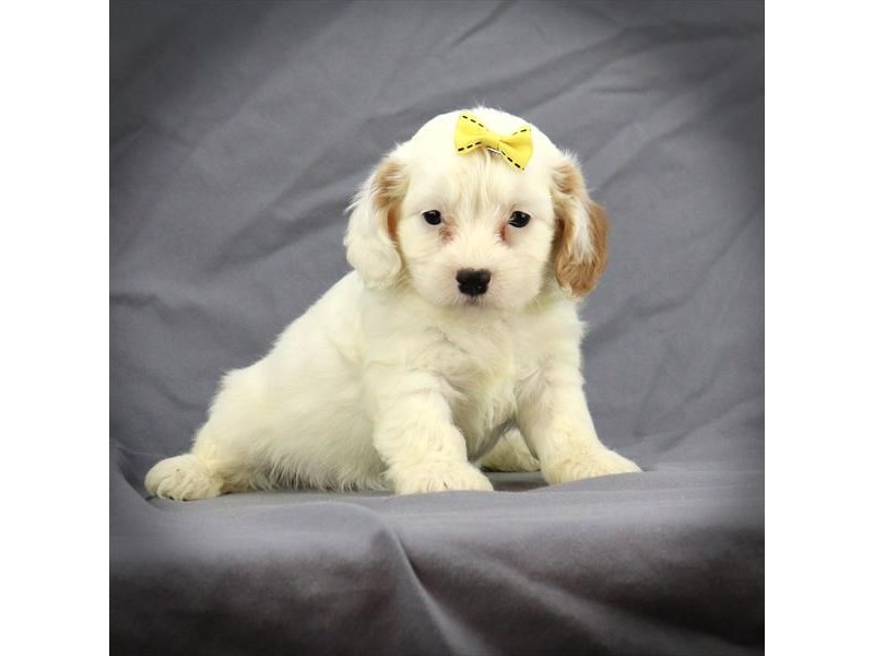 Cavapoo Dog Female White / Blenheim 16457