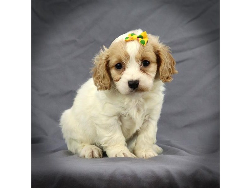 Cavapoo Dog Female White / Blenheim 16458