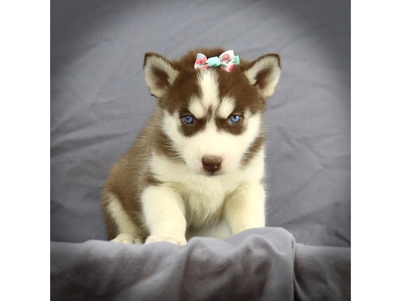 Siberian Husky Dog Female Red / White 16452