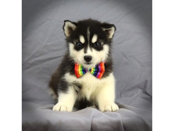 Siberian Husky DOG Male Black / White 16453 Petland Iowa City, Iowa