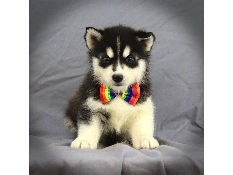 Siberian Husky Dog Male Black / White 16453