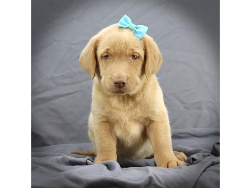 Labrador Retriever Dog Female Yellow 16449