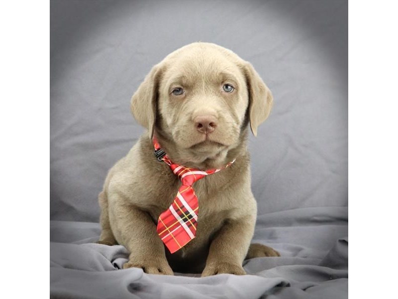 Labrador Retriever Dog Male Silver 16450