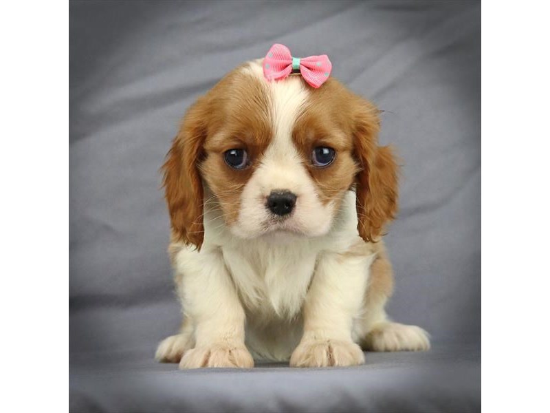 Cavalier King Charles Spaniel Dog Female Blenheim 16447