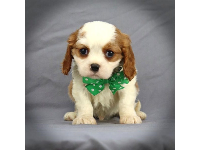 Cavalier King Charles Spaniel Dog Male Blenheim 16448