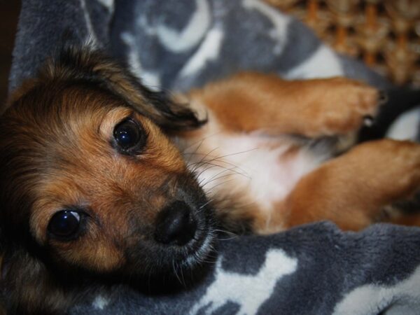 Chihuahua/Dachshund DOG Female Black & Tan 16393 Petland Iowa City, Iowa