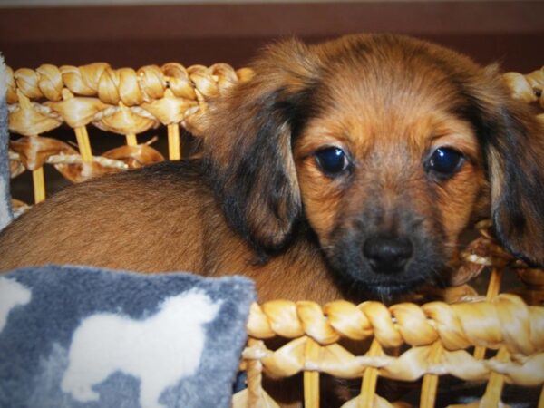 Chihuahua/Dachshund DOG Male Black & Tan 16390 Petland Iowa City, Iowa