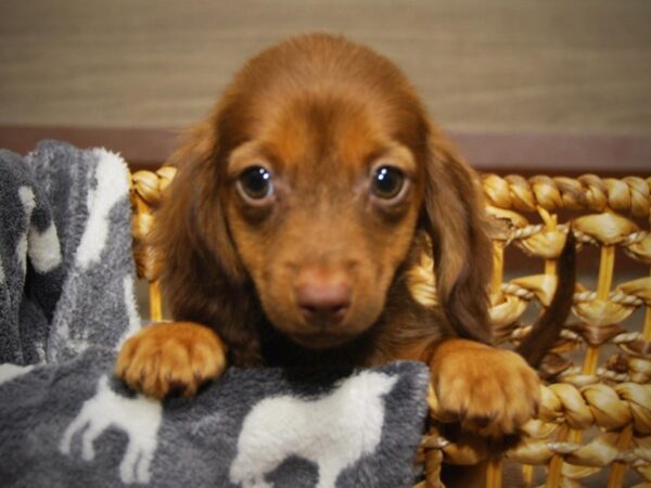 Dachshund DOG Male Chocolate & Tan 16386 Petland Iowa City, Iowa