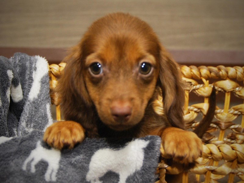 Dachshund Dog Male Chocolate & Tan 16386