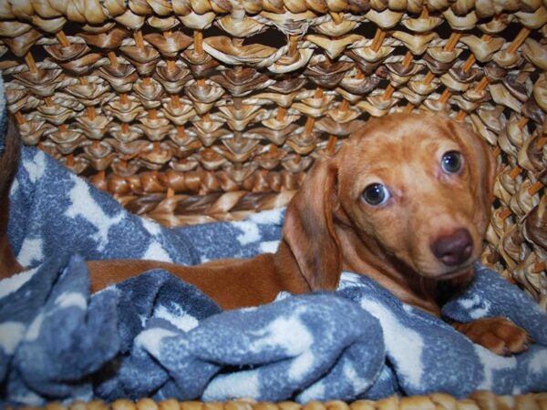 Dachshund DOG Female Tan 16387 Petland Iowa City, Iowa