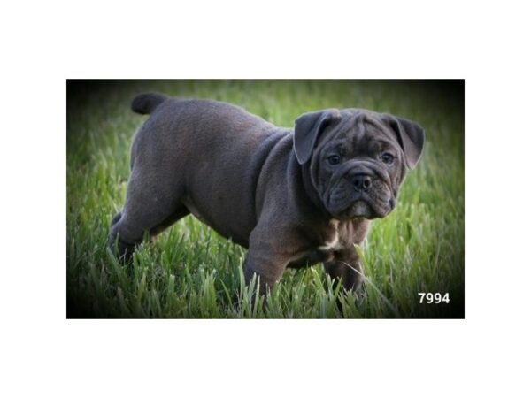 Victorian Bulldoge DOG Female Blue Fawn 16467 Petland Iowa City, Iowa