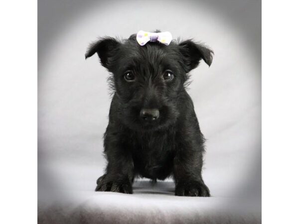 Scottish Terrier DOG Female Black 16469 Petland Iowa City, Iowa