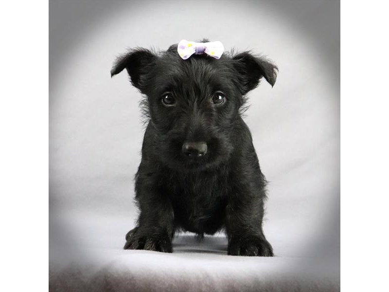 Scottish Terrier Dog Female Black 16469