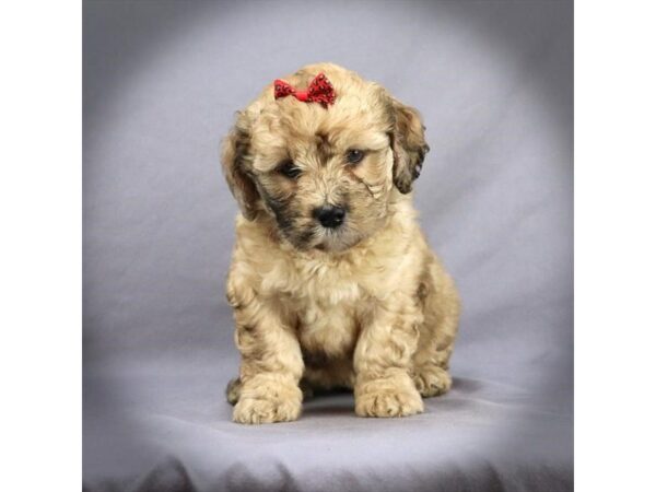 Goldendoodle Mini DOG Female Sable 16471 Petland Iowa City, Iowa