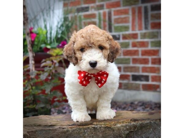 Goldendoodle Mini-DOG-Male-Sable-16472-Petland Iowa City, Iowa