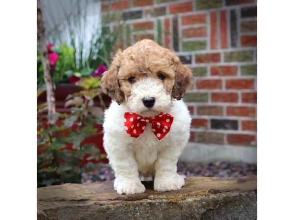 Goldendoodle Mini DOG Male Sable 16472 Petland Iowa City, Iowa