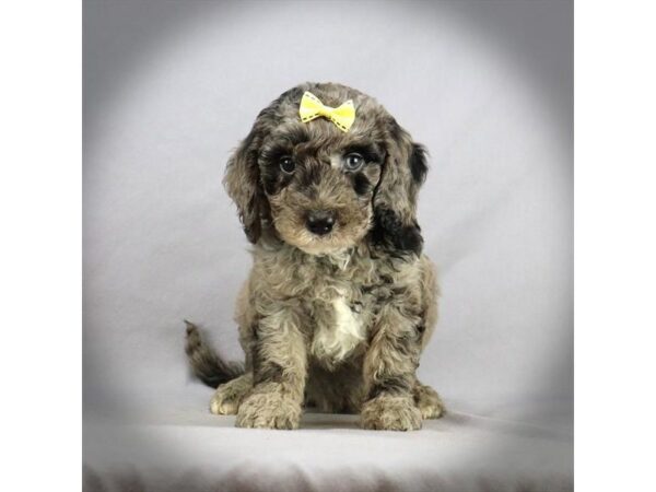 Goldendoodle Mini DOG Female Blue Merle 16473 Petland Iowa City, Iowa