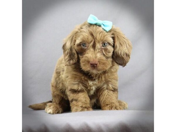 Goldendoodle Mini DOG Female Chocolate Merle 16474 Petland Iowa City, Iowa