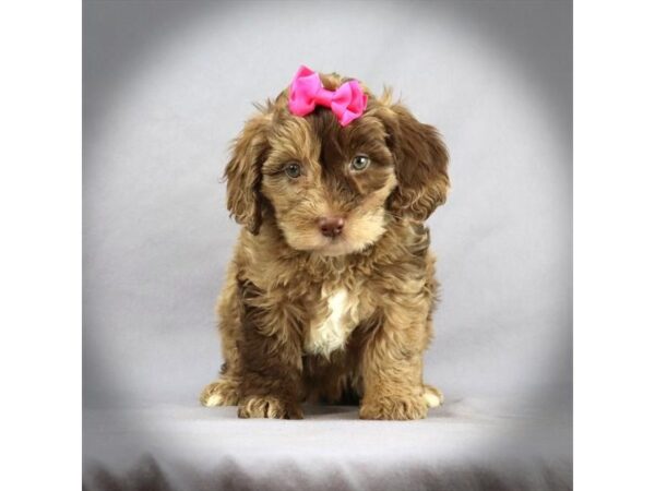 Goldendoodle Mini DOG Female Chocolate Merle 16475 Petland Iowa City, Iowa