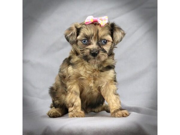 Havapoo DOG Female Blue Merle / Tan 16476 Petland Iowa City, Iowa