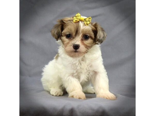 Havapoo DOG Female White / Tan 16477 Petland Iowa City, Iowa