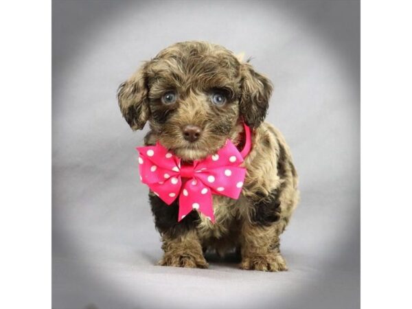 Labradoodle DOG Male Chocolate Merle 16484 Petland Iowa City, Iowa