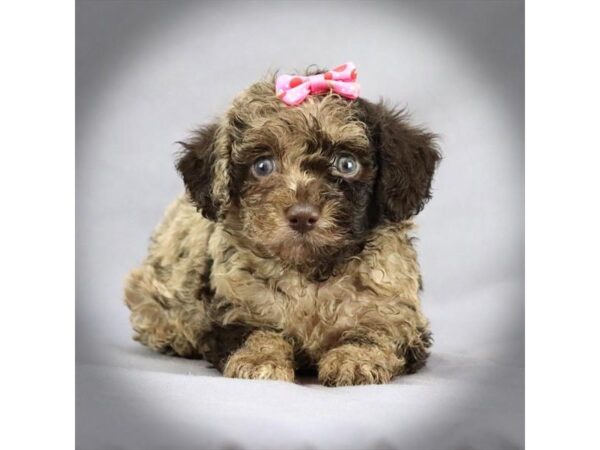 Labradoodle DOG Female Chocolate Merle 16485 Petland Iowa City, Iowa