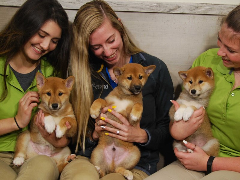 Shiba Inu Dog Female Red / White 16481