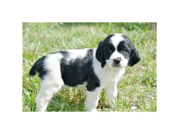 English Springer Spaniel DOG Male Black / White 16496 Petland Iowa City, Iowa